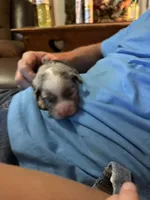 Merle a, a female Australian Shepherd for sale in Chiefland, FL – 4 of 5