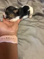 D2 female , a female Jack Russell Terrier for sale in Chiefland, FL – 10 of 10