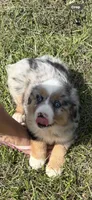 Merle a, a female Australian Shepherd for sale in Chiefland, FL – 4 of 8