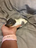 D1 female, a female Jack Russell Terrier for sale in Chiefland, FL – 5 of 10