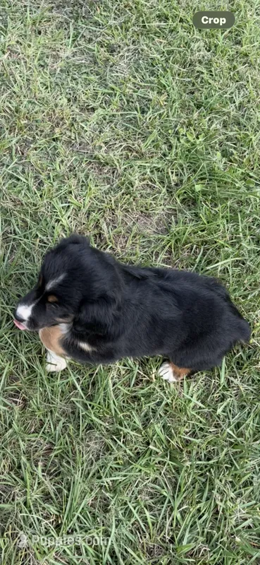 Tri a – Australian Shepherd puppy for sale in Chiefland, FL