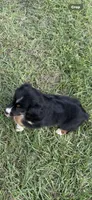 Tri a, a female Australian Shepherd for sale in Chiefland, FL – 1 of 9