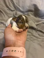 D1 female, a female Jack Russell Terrier for sale in Chiefland, FL – 8 of 10