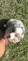 Merle a, a female Australian Shepherd for sale in Chiefland, FL – 3 of 8