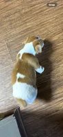 M1 F, a female Jack Russell Terrier for sale in Chiefland, FL – 4 of 4