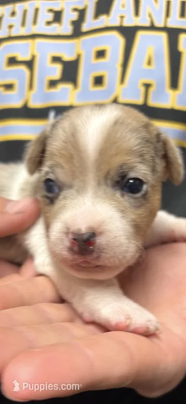 Maz m 2 – Jack Russell Terrier puppy for sale in Chiefland, FL