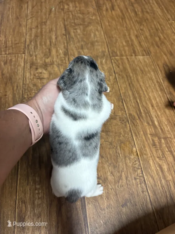 MJ 1 F – Jack Russell Terrier puppy for sale in Chiefland, FL