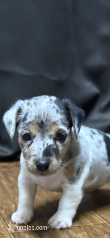 D f p 2 – Jack Russell Terrier puppy for sale in Chiefland, FL