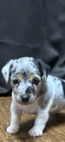 D f p 2, a female Jack Russell Terrier for sale in Chiefland, FL – 1 of 8