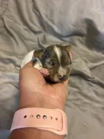 D1 female, a female Jack Russell Terrier for sale in Chiefland, FL – 6 of 10