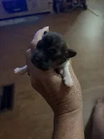 MJM, a male Jack Russell Terrier for sale in Chiefland, FL – 3 of 3