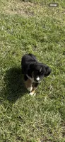 Tri a, a female Australian Shepherd for sale in Chiefland, FL – 4 of 9