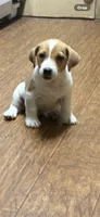 Maz m 1, a male Jack Russell Terrier for sale in Chiefland, FL – 3 of 3