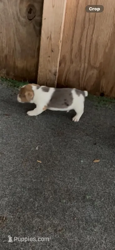 Maz m 1 – Jack Russell Terrier puppy for sale in Chiefland, FL