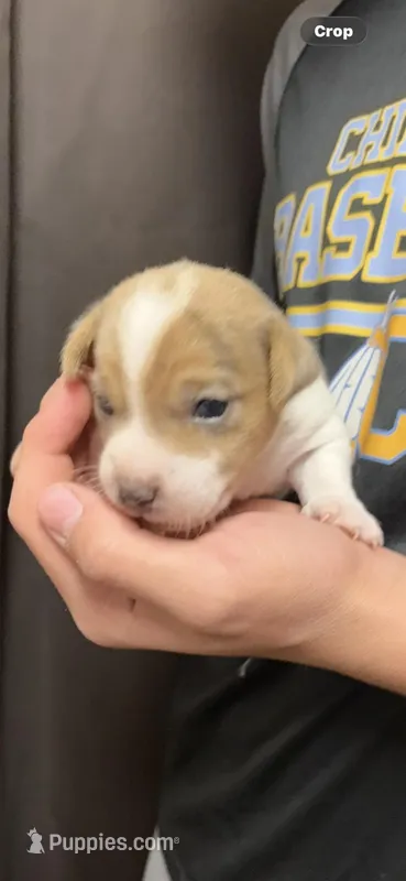 Maz m 1 – Jack Russell Terrier puppy for sale in Chiefland, FL