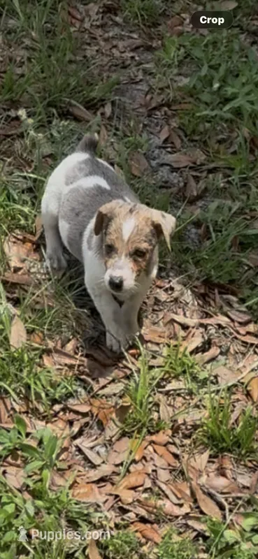 Maz m 2 – Jack Russell Terrier puppy for sale in Chiefland, FL