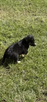 Tri a, a female Australian Shepherd for sale in Chiefland, FL – 5 of 9