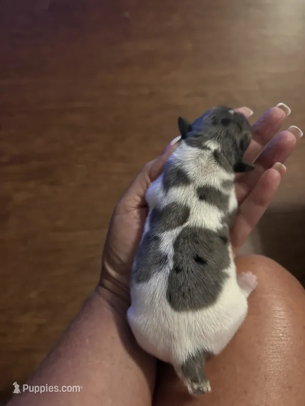 MJ 1 F – Jack Russell Terrier puppy for sale in Chiefland, FL