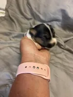 D2 female , a female Jack Russell Terrier for sale in Chiefland, FL – 9 of 10