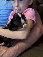 Tri a, a female Australian Shepherd for sale in Chiefland, FL – 6 of 7