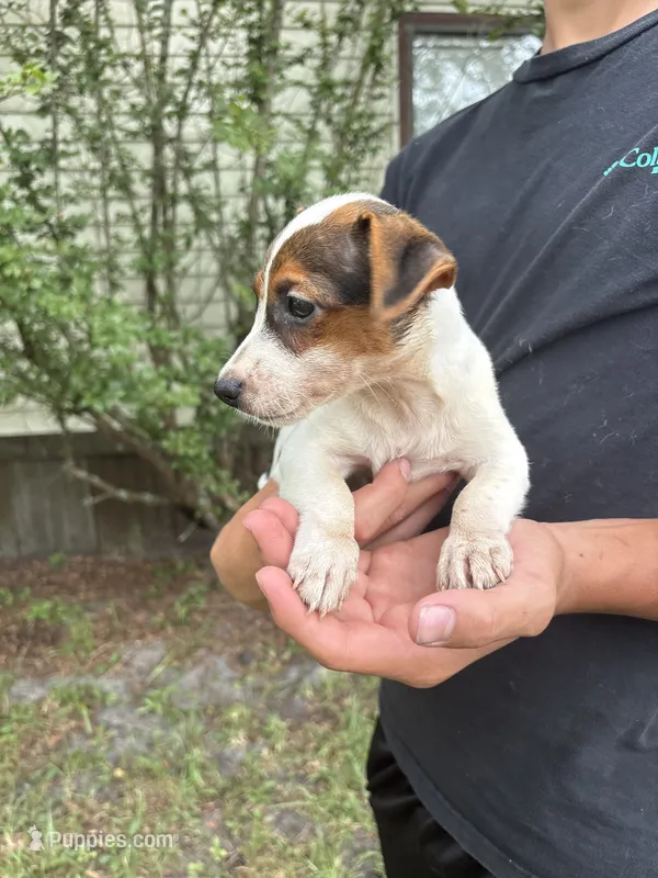 M2F – Jack Russell Terrier puppy for sale in Chiefland, FL