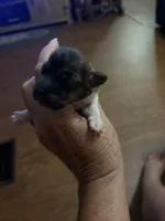 MJM, a male Jack Russell Terrier for sale in Chiefland, FL – 2 of 3