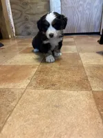 A1M, a male Australian Shepherd for sale in Chiefland, FL – Photo 3 of 5