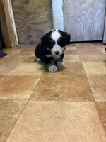 A1M, a male Australian Shepherd for sale in Chiefland, FL – Photo 5 of 5