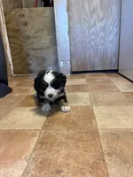 A1M, a male Australian Shepherd for sale in Chiefland, FL – Photo 4 of 5