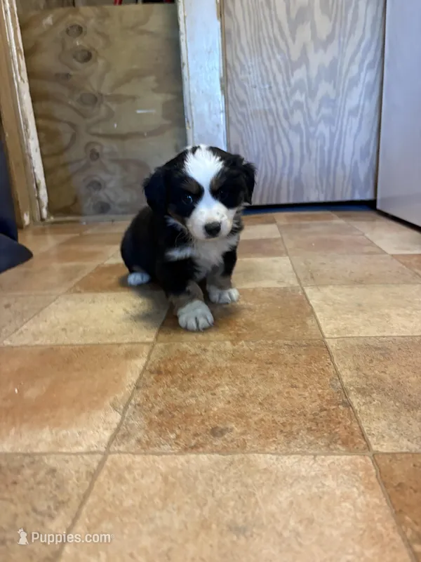 A1M – Australian Shepherd puppy for sale in Chiefland, FL