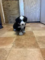 A1M, a male Australian Shepherd for sale in Chiefland, FL – Photo 1 of 5