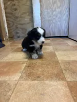 A1M, a male Australian Shepherd for sale in Chiefland, FL – Photo 2 of 5