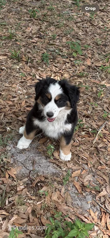 A2F – Australian Shepherd puppy for sale in Chiefland, FL