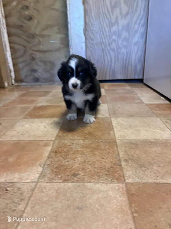 A2F – Australian Shepherd puppy for sale in Chiefland, FL
