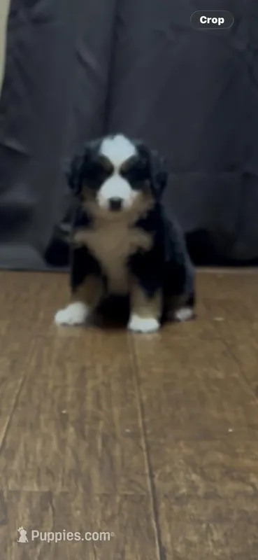 A2F – Australian Shepherd puppy for sale in Chiefland, FL