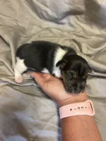 D1 male, a male Jack Russell Terrier for sale in Chiefland, FL – 9 of 10