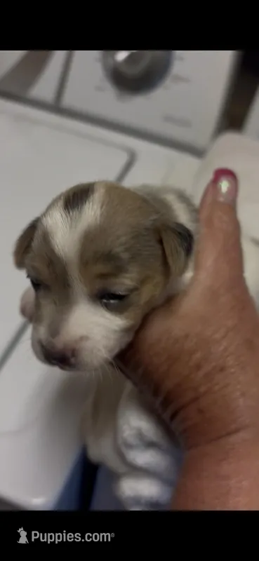 F gal 1 – Jack Russell Terrier puppy for sale in Chiefland, FL
