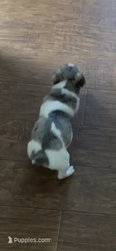 Maz m 2 – Jack Russell Terrier puppy for sale in Chiefland, FL