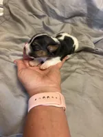 D2 female , a female Jack Russell Terrier for sale in Chiefland, FL – 2 of 10