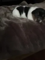 M2 sas, a male Jack Russell Terrier for sale in Chiefland, FL – Photo 2 of 5