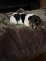 M2 sas, a male Jack Russell Terrier for sale in Chiefland, FL – Photo 4 of 5