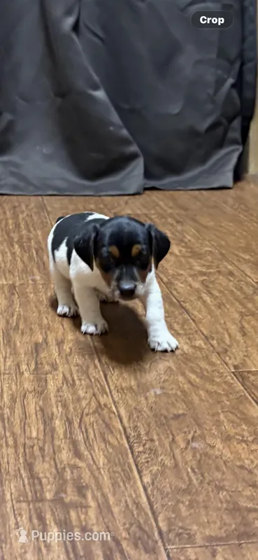 M2 sas – Jack Russell Terrier puppy for sale in Chiefland, FL