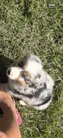 Merle a, a female Australian Shepherd for sale in Chiefland, FL – 5 of 8