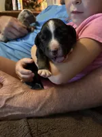 Tri a, a female Australian Shepherd for sale in Chiefland, FL – 3 of 7