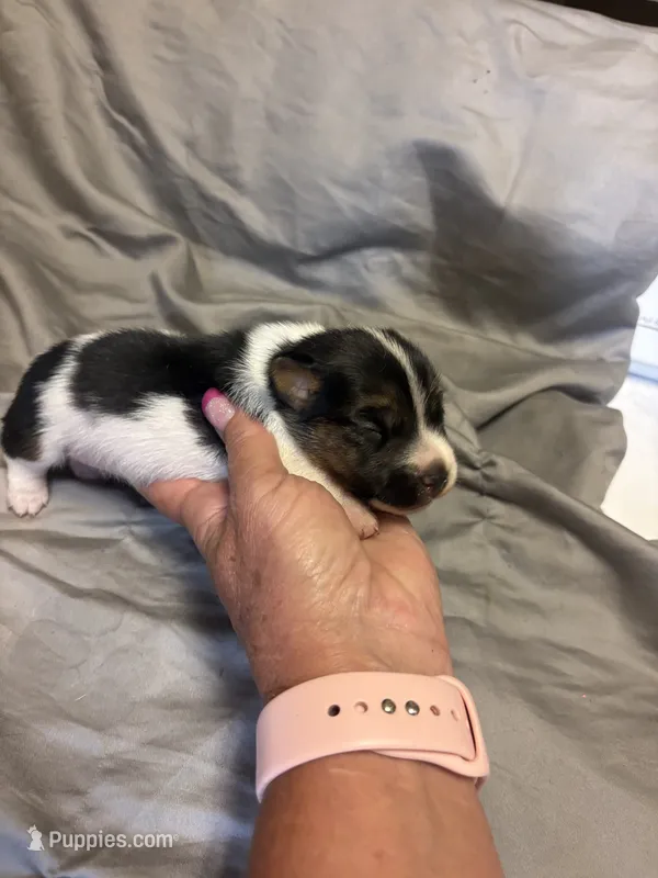 D2 female  – Jack Russell Terrier puppy for sale in Chiefland, FL