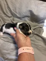 D2 female , a female Jack Russell Terrier for sale in Chiefland, FL – 1 of 10