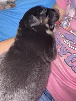 Tri a, a female Australian Shepherd for sale in Chiefland, FL – 7 of 7