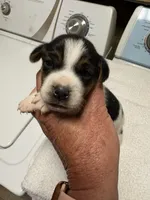 M gab3, a male Jack Russell Terrier for sale in Chiefland, FL – Photo 3 of 4