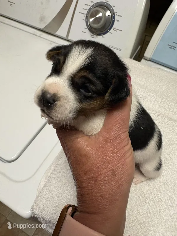 M gab3 – Jack Russell Terrier puppy for sale in Chiefland, FL