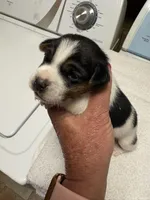 M gab3, a male Jack Russell Terrier for sale in Chiefland, FL – Photo 1 of 4